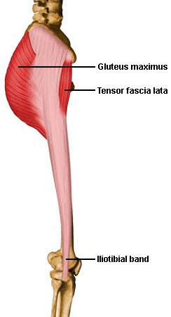 gluteus maximus and iliotibial band