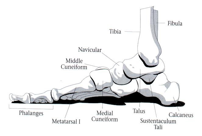 CalexFit, Foot Pain Relief Center - Conditions - Foot Drop (Drop Foot)