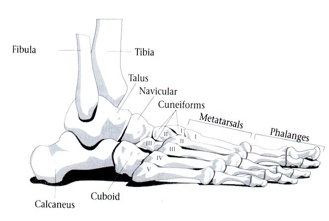 diagrams of lateral foot